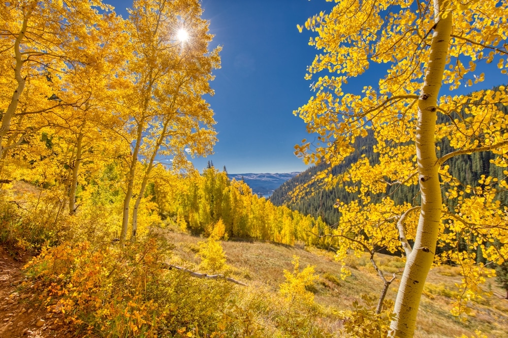 Bright yellow aspen grove while hiking in the San Juan National Forest Near Durango, Colorado