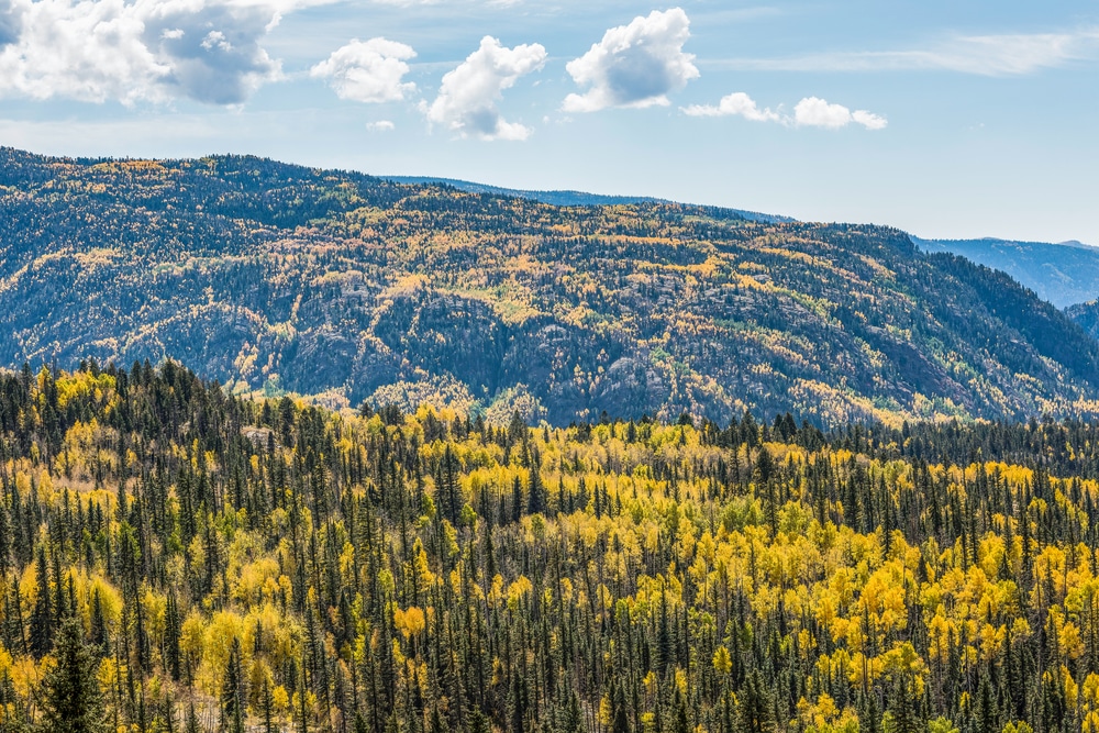 Gorgeous fall foliage in Durango, one of the best things to do in Durango, CO in the fall