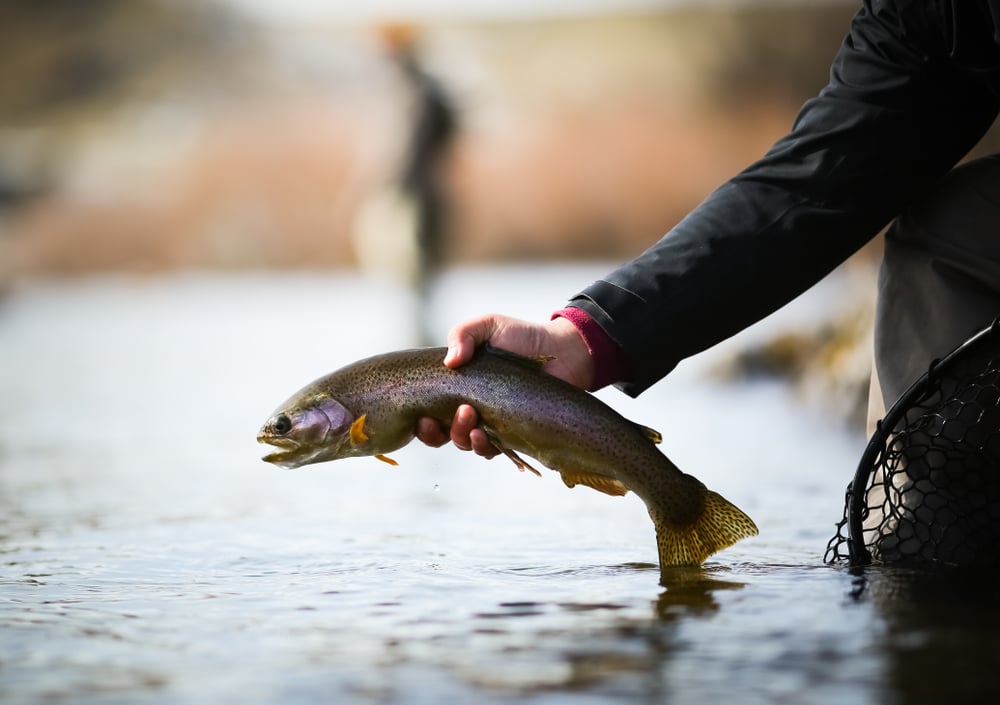 Holding a rainbow trout while enjoying the best fly fishing in Colorado