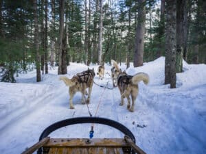 Durango Dog Ranch for winter adventures