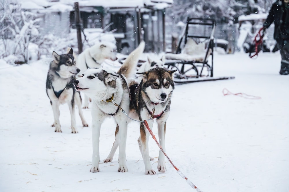 Durango Dog Ranch for winter adventures in Colorado